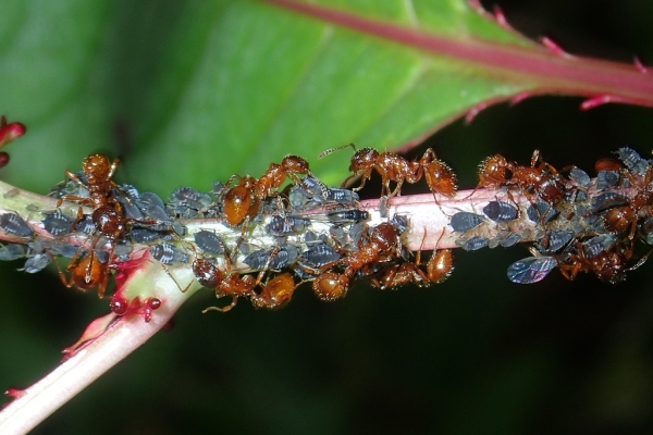 Skaliertes Bild Hymenoptera, Myrmicidae, Myrmica rubra, Rote Gartenameise beim Laeuse melken_2020_08_28--07-16-11.jpg 