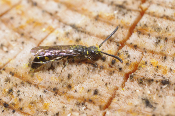Skaliertes Bild Hymenoptera, Sapygidae, Sapyga clavicornis, Keulenwespe_2012_05_19--10-44-01.jpg 