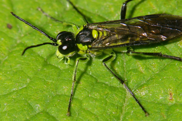 Skaliertes Bild Hymenoptera, Tenthredinidae, Tenthredo mesomela, Gruenschwarze Blattwespe_2006_06_23--11-25-26.jpg 