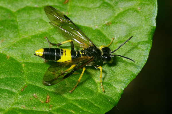 Skaliertes Bild Hymenoptera, Tenthredinidae, Tenthredo temula, Berauschte Blattwespe_2006_06_09--11-54-55.jpg 