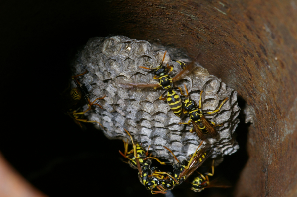Skaliertes Bild Hymenoptera, Vespidae, Polistes dominulus, Nest_2005_07_29--13-51-31.jpg 