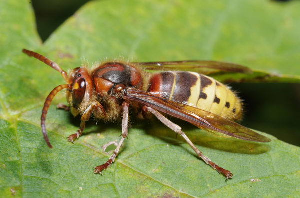 Skaliertes Bild Hymenoptera, Vespidae, Vespa crabro, Hornisse_2012_10_05--11-20-20.jpg 