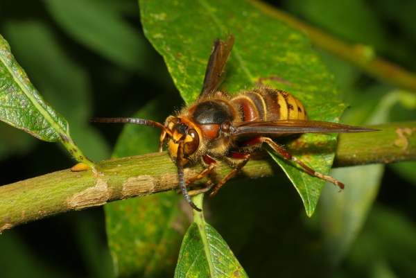 Skaliertes Bild Hymenoptera, Vespidae, Vespa crabro, Hornisse_2020_09_27--10-04-45.jpg 