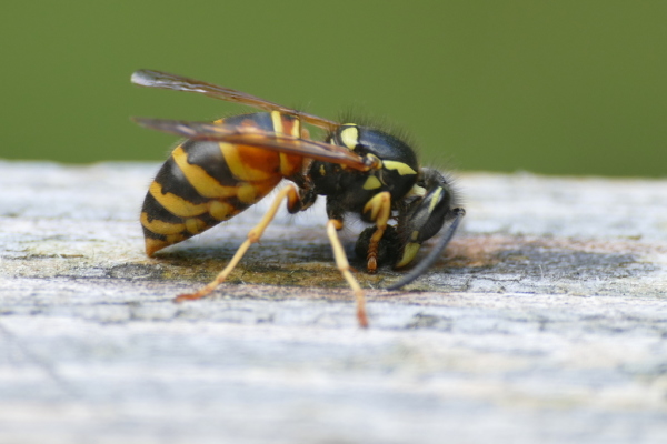 Skaliertes Bild Hymenoptera, Vespidae, Vespula vulgaris, Gemeine Vespe beim Holz sammeln_2020_07_09--11-33-38.jpg 
