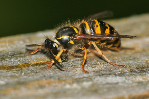 Skaliertes Bild Hymenoptera, Vespidae, Vespula, Wespe beim Holzsammeln_2020_07_09--11-35-56.jpg 