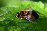 Vorschaubild Hymenoptera, Apidae, Apis mellifera, Drohne der Honigbiene_2008_07_05--18-35-43.jpg 