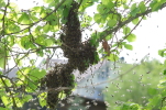 Vorschaubild Hymenoptera, Apidae, Apis mellifera, Schwarm_2014_04_26--13-11-07.jpg 