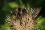 Vorschaubild Hymenoptera, Apidae, Bombs camprestis, Kuckuckshummel_2018_08_25--08-47-32.jpg 