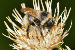 Vorschaubild Hymenoptera, Apidae, Bombus campestris, Kuckuckshummel_2019_08_23--09-33-49.jpg 