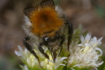 Vorschaubild Hymenoptera, Apidae, Bombus pascuorum, Hummel_2006_04_22--10-34-06.jpg 