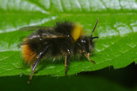 Vorschaubild Hymenoptera, Apidae, Bombus pratorum, Wiesenhummel_2011_06_20--10-32-37.jpg 