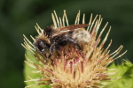 Vorschaubild Hymenoptera, Apidae, Bombus sylvarum, Waldhummel_2018_10_02--11-11-32.jpg 