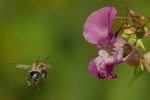 Vorschaubild Hymenoptera, Apidae, Bombus, Hummel  im Anflug_2020_08_18--11-16-10.jpg 