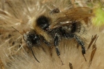 Vorschaubild Hymenoptera, Apidae, Bombus, Hummel_2020_08_27--10-42-05.jpg 