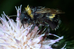 Vorschaubild Hymenoptera, Apidae, Bombus, nass gewordene Hummel_2020_08_03--09-46-03.jpg 