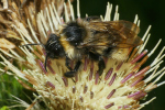 Vorschaubild Hymenoptera, Apidae, Bombus_2023_09_13--10-12-27.jpg 