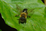 Vorschaubild Hymenoptera, Apidae, Colletes, Seidenbiene_2010_05_22--09-55-50.jpg 