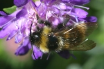 Vorschaubild Hymenoptera, Apidae, Megabombus hortorum, Gartenhummel_2006_07_29--15-01-55.jpg 