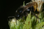 Vorschaubild Hymenoptera, Apidae, Megabombus humilis, Veraenderliche Hummel_2006_08_18--19-07-15.jpg 