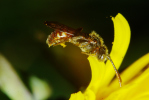 Vorschaubild Hymenoptera, Apidae, Nomada, Wespenbiene_2010_05_19--16-13-26.jpg 