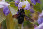 Vorschaubild Hymenoptera, Apidae, Xylocopa violacea, Grosse Holzbiene_2019_05_25--11-36-35.jpg 