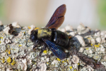 Vorschaubild Hymenoptera, Apidae, Xylocopa violacea, Grosse Holzbiene_2020_05_17--14-01-07.jpg 