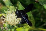 Vorschaubild Hymenoptera, Apidae, Xylocopa, Holzbiene_2022_08_14--11-08-55.jpg 