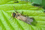 Vorschaubild Hymenoptera, Apidae, mit Milben_2013_05_02--13-40-53.jpg 