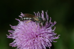 Vorschaubild Hymenoptera, Apidae,_2006_09_29--15-02-40.jpg 