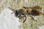 Vorschaubild Hymenoptera, Apidae,_2014_05_16--14-05-34.jpg 