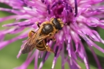 Vorschaubild Hymenoptera, Apidae,_2015_09_07--10-50-24.jpg 