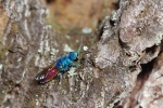 Vorschaubild Hymenoptera, Chrysididae, Chrysis_2014_05_13--10-52-17.jpg 