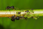 Vorschaubild Hymenoptera, Formicidae, Ameisen mit Laeusen_2020_05_06--09-36-45.jpg 