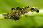 Vorschaubild Hymenoptera, Formicidae, Ameisen mit Laeusen_2020_05_06--09-37-27.jpg 