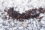 Vorschaubild Hymenoptera, Formicidae, Ameisen zerlegen vertrockneten Regenwurm_2017_06_20--20-31-22.jpg 