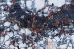 Vorschaubild Hymenoptera, Formicidae, Ameisen zerlegen vertrockneten Regenwurm_2017_06_20--20-39-57.jpg 