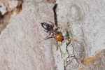 Vorschaubild Hymenoptera, Formicidae, Crematogaster scutellaris, Rotkopfameise_2014_05_13--10-34-56.jpg 