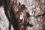 Vorschaubild Hymenoptera, Formicidae, Crematogaster scutellaris, Rotkopfameise_2014_05_13--10-39-25.jpg 