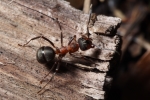 Vorschaubild Hymenoptera, Formicidae, Formica rufa, Rote Waldameise, Abwehrhaltung_2016_03_27--10-07-57.jpg 