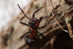 Vorschaubild Hymenoptera, Formicidae, Formica rufa, Rote Waldameise, Abwehrhaltung_2016_03_27--10-37-01.jpg 