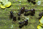 Vorschaubild Hymenoptera, Formicidae, Lasius fuliginosus, Holzameise_2013_04_21--14-14-14.jpg 