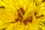 Vorschaubild Hymenoptera, Formicidae, Myrmica, Knotenameise_2005_01_04--06-35-40.jpg 