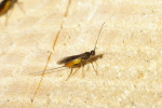 Vorschaubild Hymenoptera, Ichneumonidae,_2007_06_18--12-25-52.jpg 