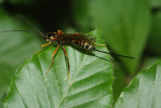 Vorschaubild Hymenoptera, Ichneumonidae,_2009_06_11--15-39-36.jpg 