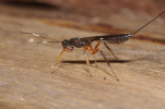 Vorschaubild Hymenoptera, Ichneumonidae,_2012_07_01--11-38-24.jpg 