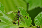 Vorschaubild Hymenoptera, Ichneumonidae,_2019_05_15--10-40-09.jpg 