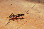 Vorschaubild Hymenoptera, Ichneumonidae,_2020_06_16--10-16-35.jpg 