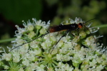 Vorschaubild Hymenoptera, Ichneumonidae,_2020_08_22--09-45-02.jpg 
