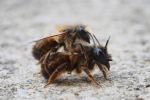 Vorschaubild Hymenoptera, Megachilidae, Osmia bicornis, Mauerbiene, Paarung_2017_03_31--12-11-26.jpg 