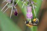 Vorschaubild Hymenoptera, Megachilidae,_2017_07_28--10-59-42.jpg 
